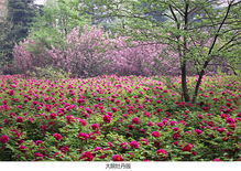 花草的品种， 多得数不过来