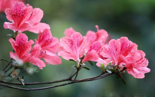 杜鹃花的嫁接艺术