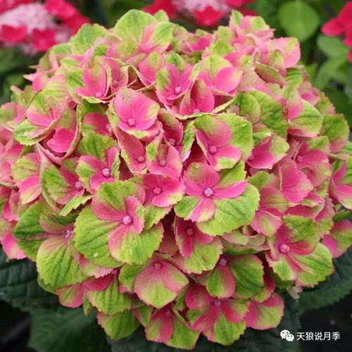 绣球变绿了？是染上了什么魔法