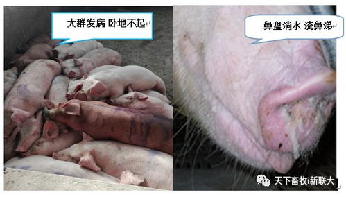 猪流感继发喘病，综合防治是关键