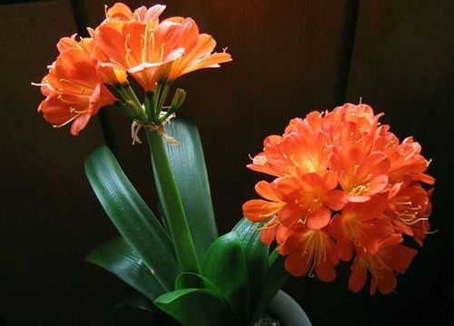 君子兰开花了如何保持花朵鲜艳