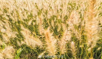 神奇保水剂， 让草种喝饱水