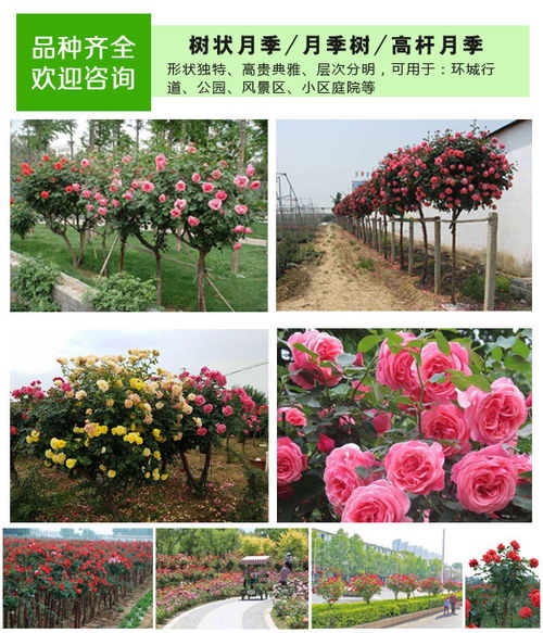 树状月季，为何这么实惠？