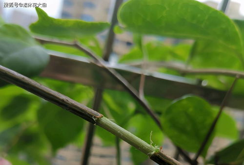 扦插苗：柔弱中的坚韧