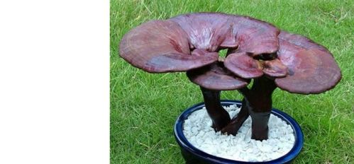 人工种植灵芝的功效