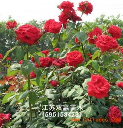 萨曼莎月季：优雅迷人的花卉画卷