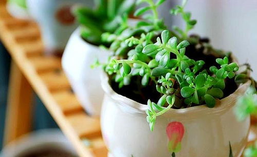 养花的意义：美化环境与身心健康