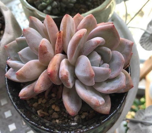 多菌灵Neng救星吗？