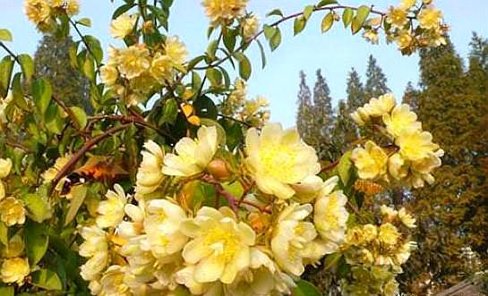 木槿树的生长习性是怎样的呢？