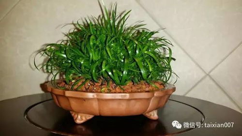 种植金钱菖蒲的土壤选择