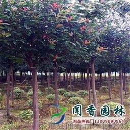 5公分红叶石楠， 便宜得让人心动