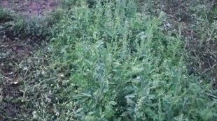 除草剂的成本与零售价之谜