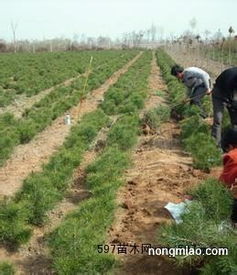 价格因多种因素而异