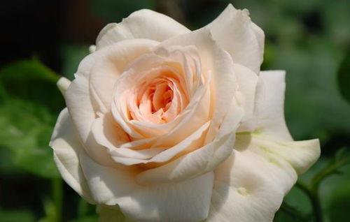 蒙特罗莎月季的优缺点大揭秘