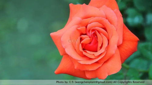 市花， 城市的自然诗篇