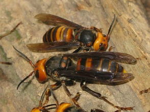 肿腿蜂子的特点