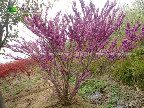 红王子锦带的产地分布