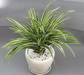 美化环境，净化空气