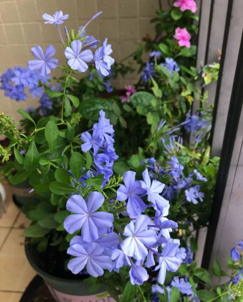 蓝雪花种植时间：春季至秋季