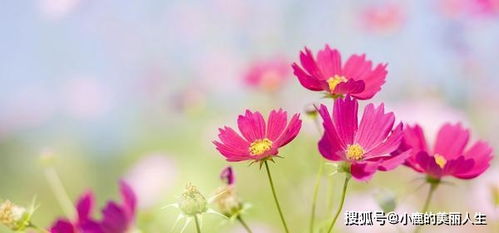 自负的花，寓意着自信与骄傲
