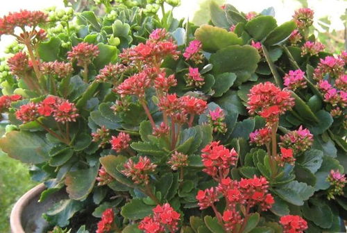 季节和光照的影响