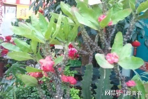 嫁接的黄金搭档