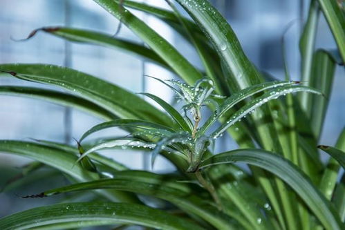 吊兰如何养的梗茂盛（日常基本）