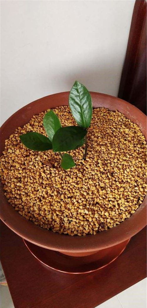 金钱树服盆时间+浇水频率，养植秘籍速查！