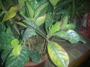 解决花叶子发黄的问题， 先说说要找到原因