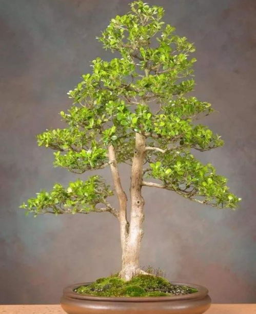 第四步：施肥，要适当