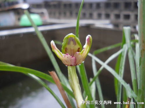 蝴蝶兰花凋谢后如何进行科学的养护