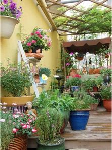 庭院种植， 美景环保两不误