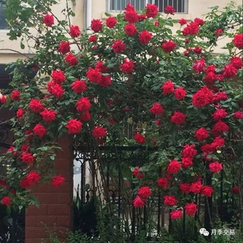 耐寒月季，乌海骄傲