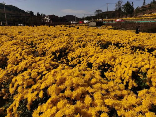 菊花绽放，秋意渐浓