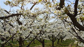 梨白粉病防治的关键时期