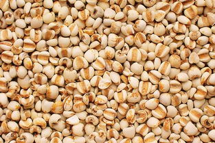 薏米的价格大揭秘：一斤多少钱？产地和品质有差异吗？