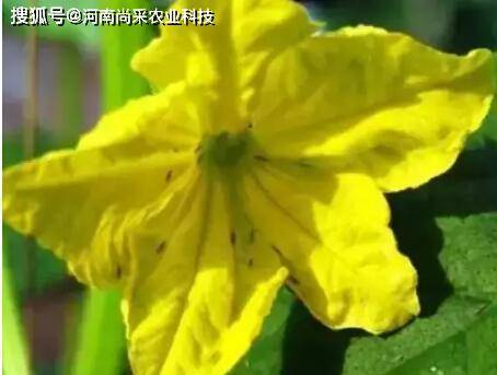 金鸡菊铁锈病防治：农药的选择和使用