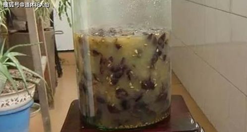生花生沤肥，如何制作成养花肥