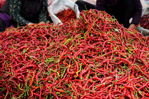 阴辣椒：高原的特色蔬菜