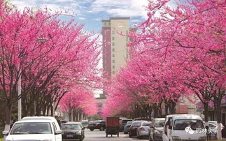 种子质量大揭秘：栾树种子，发芽率的关键！