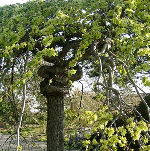 东北榆树种子采收时间揭秘：哪个月份蕞合适？