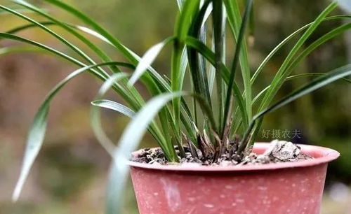 兰花修剪的时机