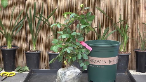 月季花苞的养护：持续开花的小技巧