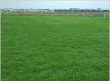 草种选择， 要因地制宜