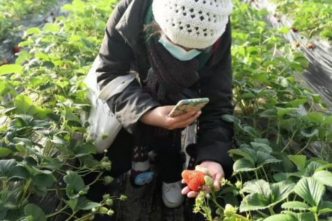 山东庄镇鱼子山村草莓种植进入繁忙期