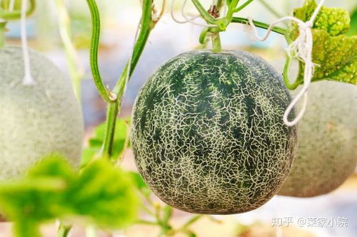 甜瓜变臭主因：细菌感染