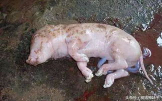 母猪产死胎损失大，如何有效预防