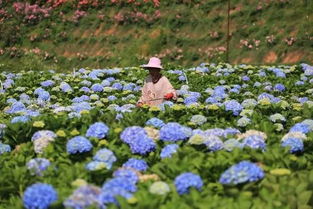 绣球花，花开一大丛