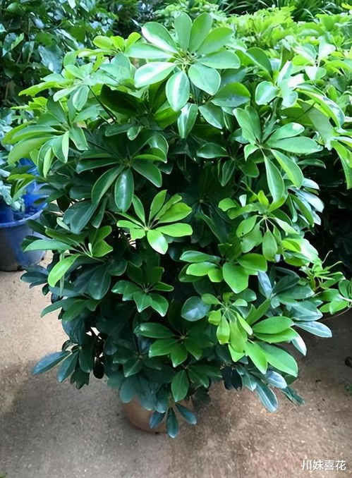 这16种漂亮又好养的植物，哪种最适合初学者养护呢