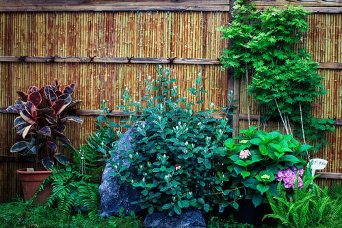 庭院花境，自然之美如何展现？